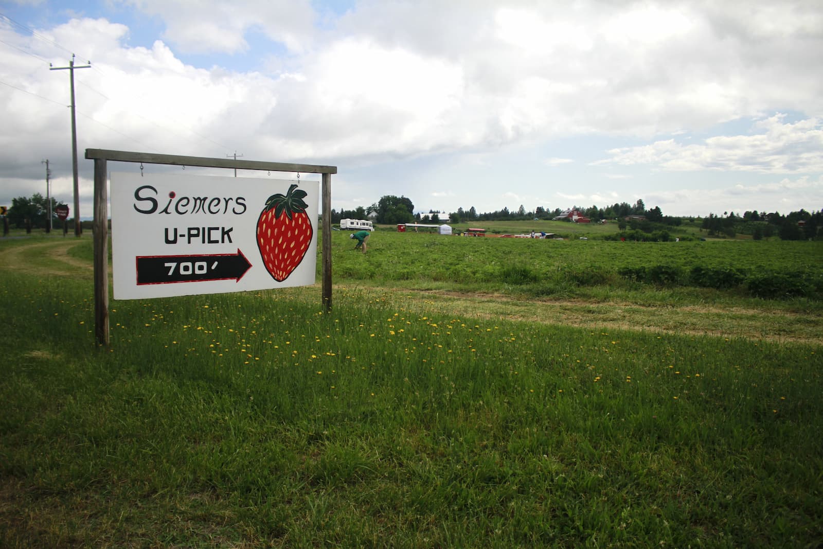 Strawberry Festival