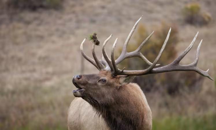 Elk Bugling